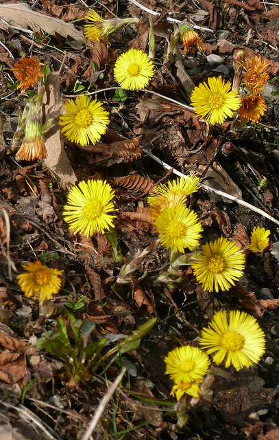 Tussilage