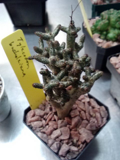 Tylecodon buchholzianus