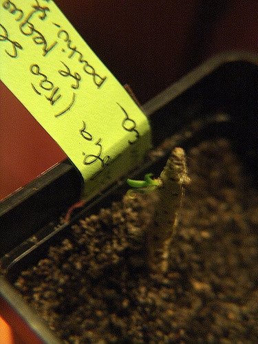 Tylecodon buchholzianus