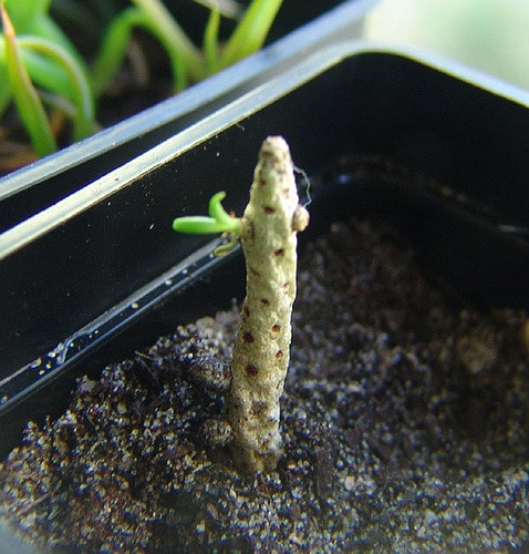 Tylecodon buchholzianus