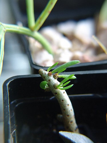 Tylecodon buchholzianus