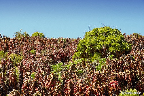 Tylecodon paniculatus