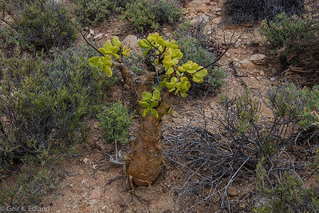 Tylecodon paniculatus