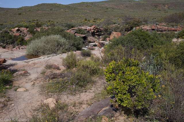 Tylecodon paniculatus