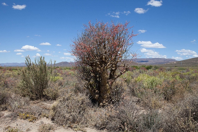 Tylecodon paniculatus