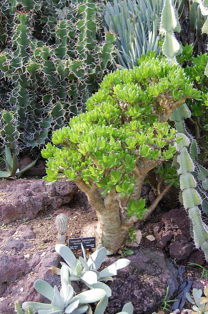 Tylecodon paniculatus