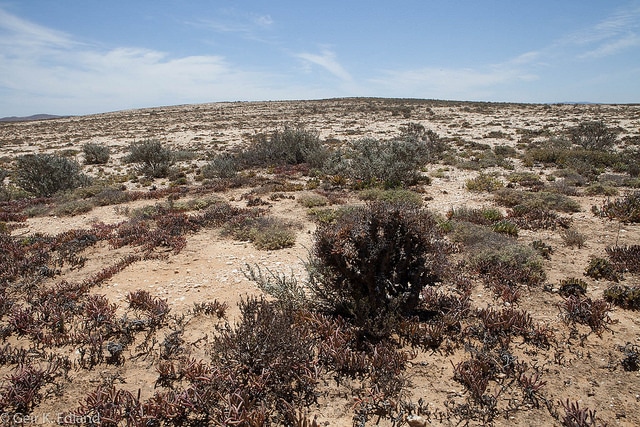 Tylecodon reticulatus