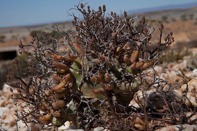 Tylecodon reticulatus