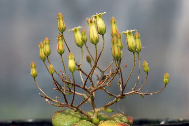 Tylecodon reticulatus