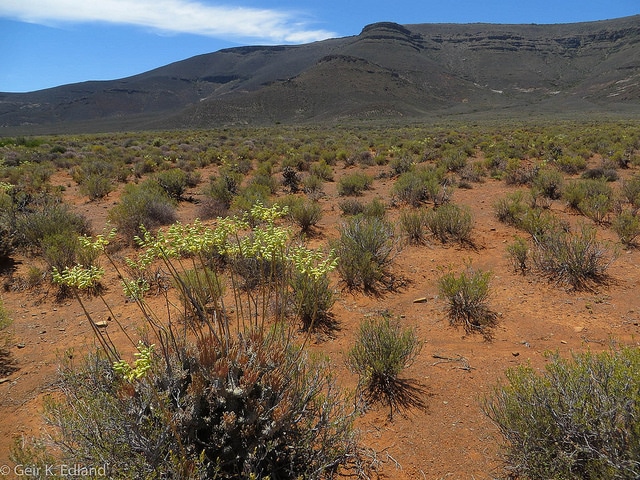 Tylecodon wallichii