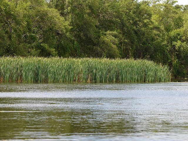Massette australe (Typha domingensis)