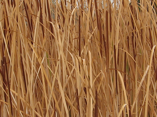 Massette australe