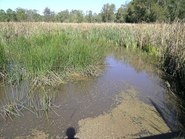 Typha orientalis