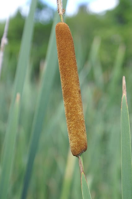 Typha orientalis