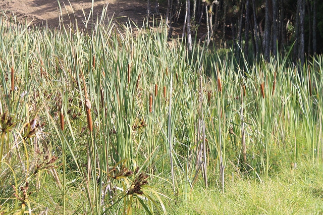 Typha orientalis