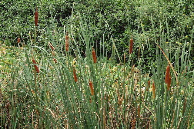 Typha orientalis
