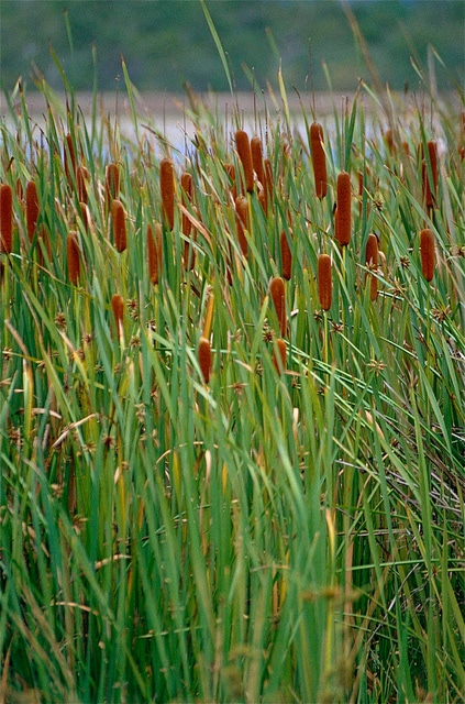 Typha orientalis