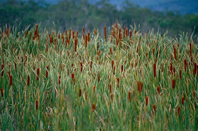 Typha orientalis (Typha orientalis)