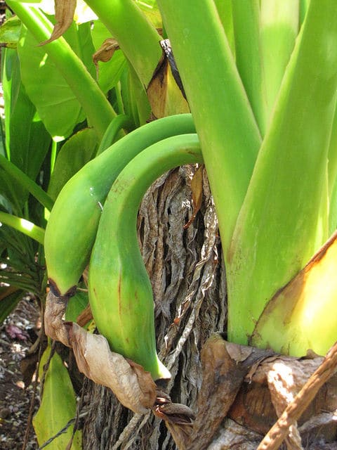 Typhonodorum lindleyanum