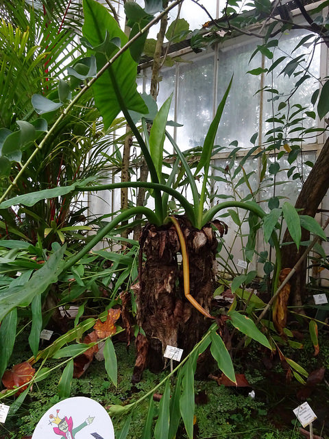 Typhonodorum lindleyanum