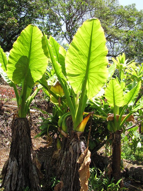 Typhonodorum lindleyanum