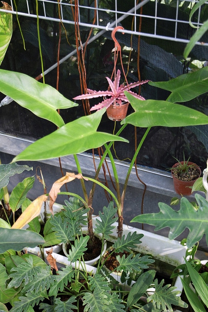 Typhonodorum lindleyanum