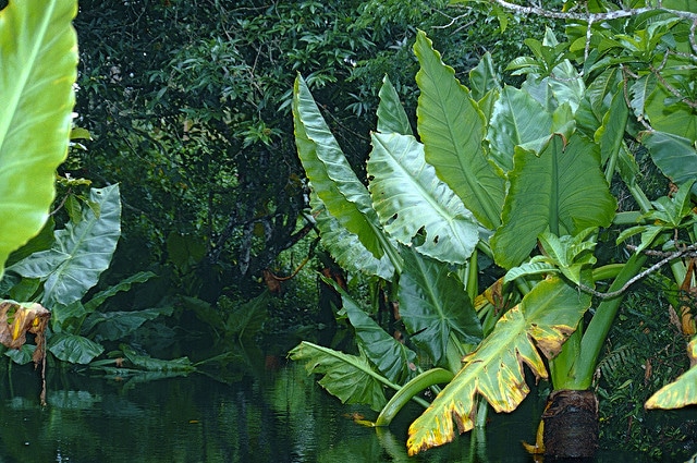 Typhonodorum lindleyanum (Typhonodorum lindleyanum)