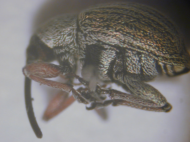 Ulex europaeus