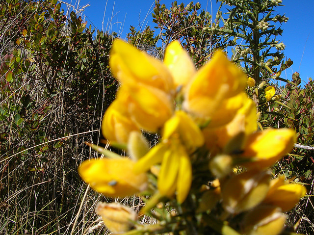 Ulex europaeus