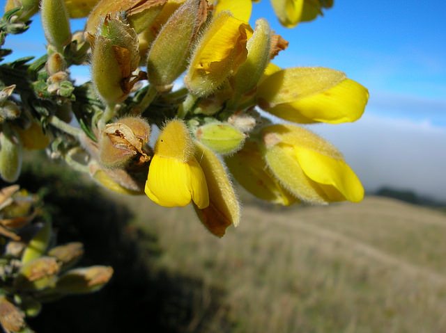 Ulex europaeus