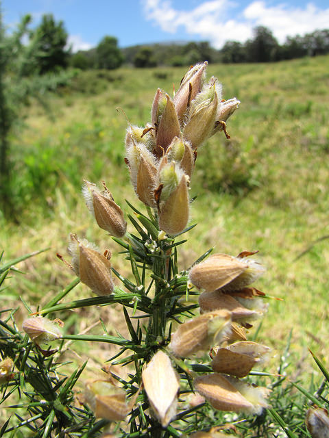Ulex europaeus