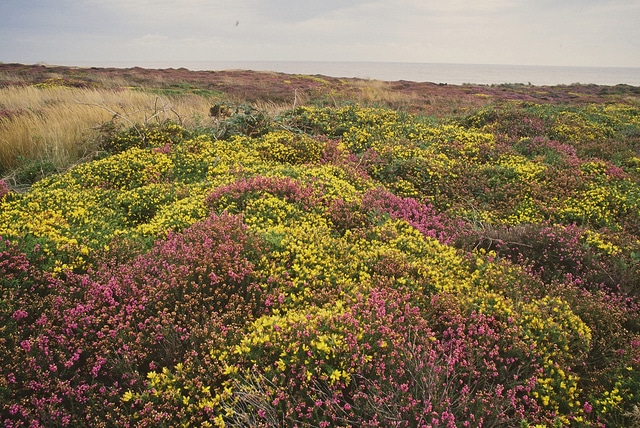 Ajonc de le gall (Ulex gallii)