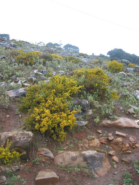 Ajonc à petites fleurs