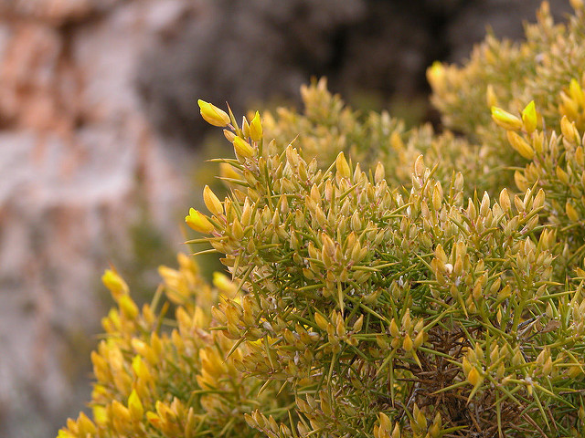Ajonc à petites fleurs