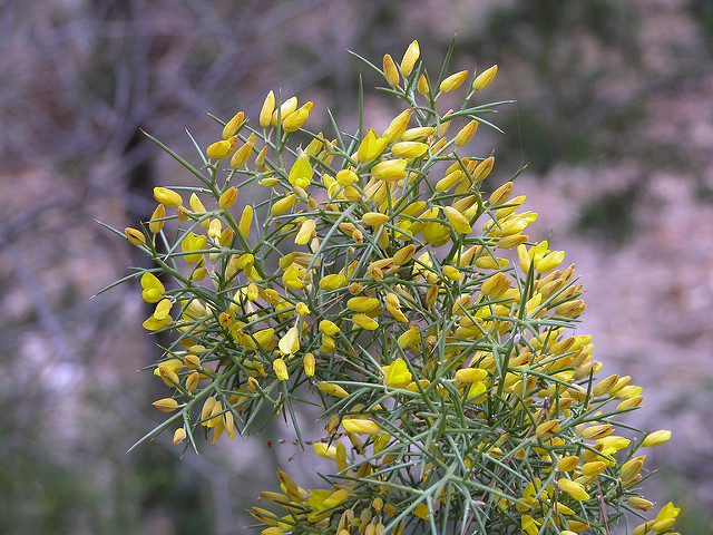 Ajonc à petites fleurs (Ulex parviflorus)
