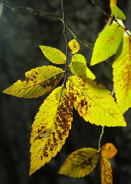 Ulmus alata (Ulmus alata)