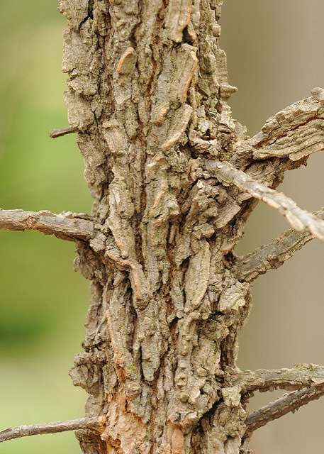 Ulmus alata