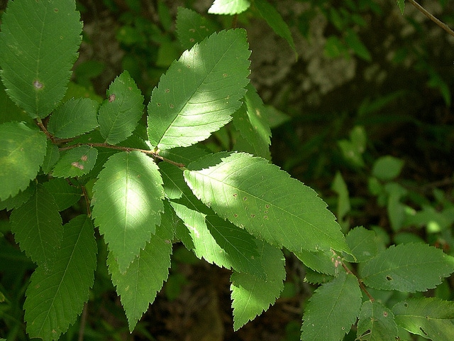 Ulmus alata