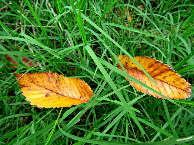 Ulmus americana