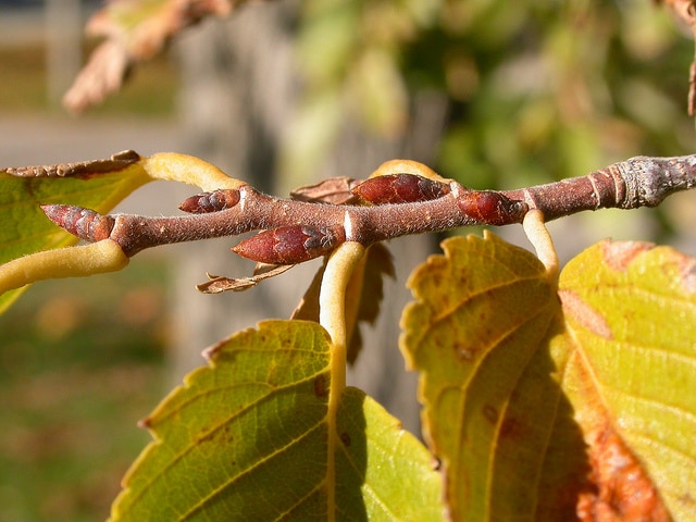 Ulmus americana