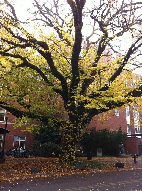 Ulmus americana