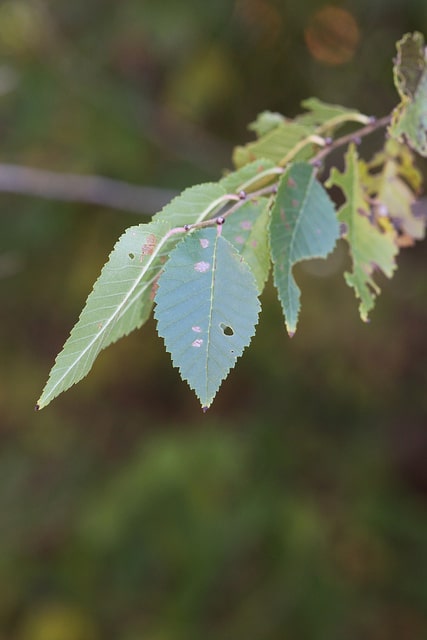 Ulmus americana