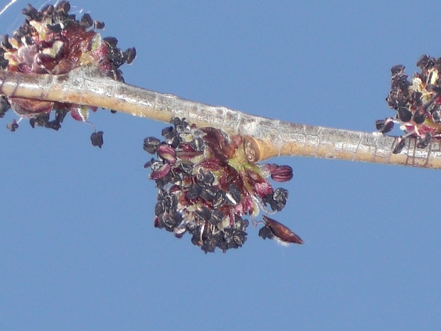 Ulmus americana