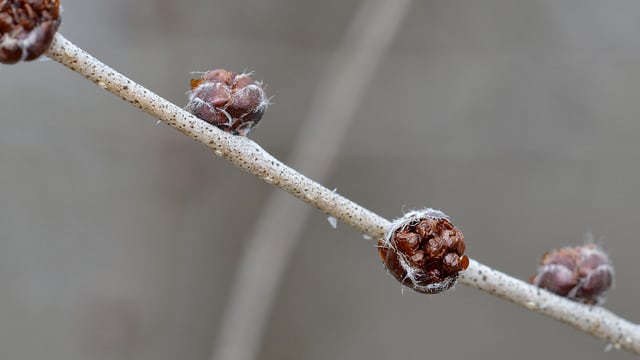Ulmus pumila