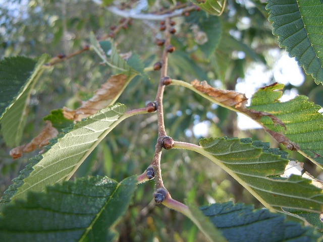 Ulmus pumila