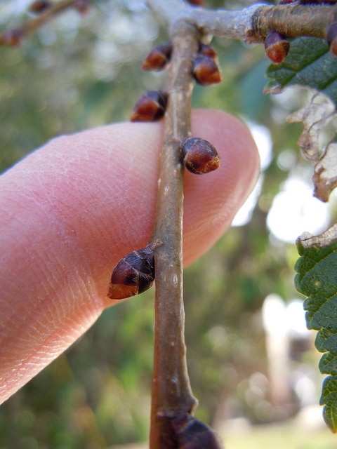 Ulmus pumila