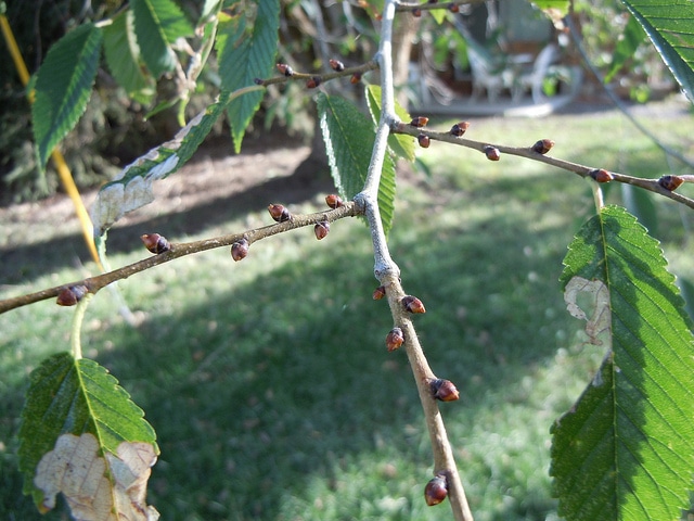 Ulmus pumila