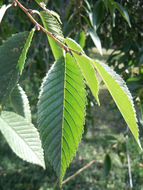 Ulmus pumila