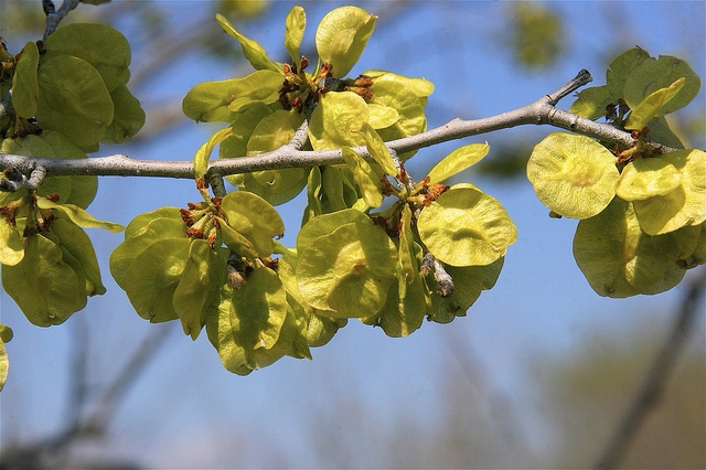 Orme rouge (Ulmus rubra)