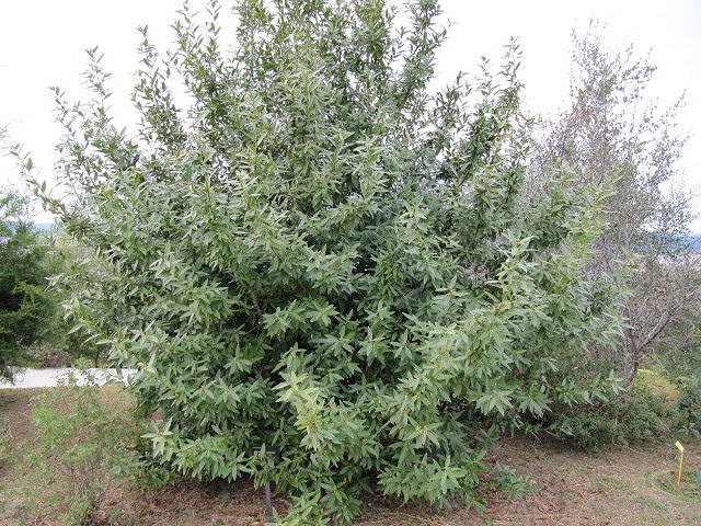 Laurier de californie (Umbellularia californica)